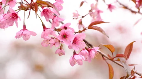 Cherry blossoms or sakura on the tree Stock Footage 47729580