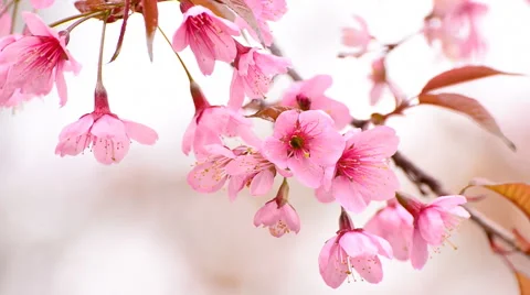Cherry blossoms or sakura on the tree Stock Footage 47730166