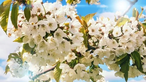 Cherry blossoms over blue sky background.Nature background Stock Footage 75041000
