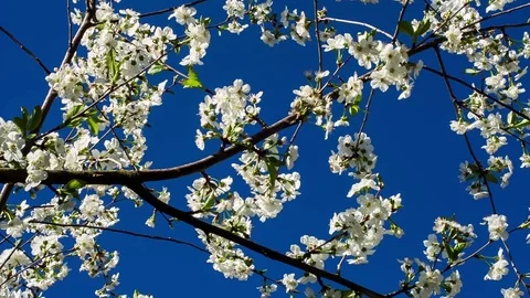 Cherry blossoms over a blue sky Stockbeeldmateriaal 79614173
