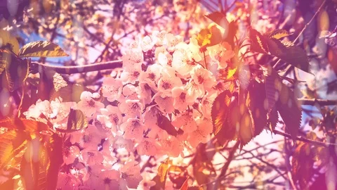 Cherry blossoms over blue sky background.Nature background, 4k Stock Footage 87306892