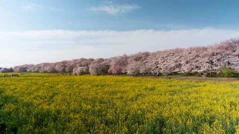 Cherry Blossoms over Fields of Rapeseed Blossoms (time lapse) Stock Footage 111009636