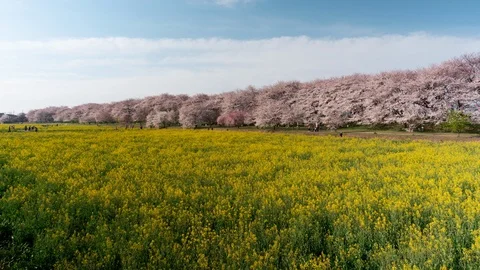 Cherry Blossoms over Fields of Rapeseed Blossoms (time lapse/tilt up) Video stock 111009974