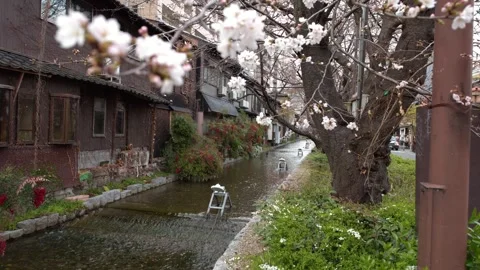 Cherry Blossoms Over Gion Canal and Traditional Houses in Kyoto Stock Footage 340247461