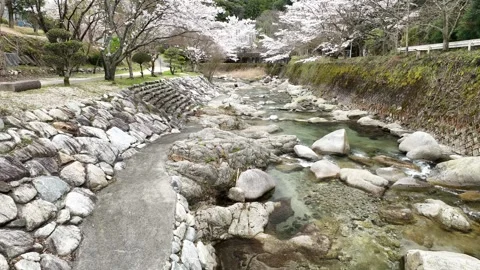 Cherry Blossoms Over Ishite River in Spring – 4K Aerial Footage Video stock 296140223