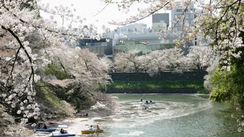 Cherry Blossoms over River background spring season landscape beautiful Jap.. Stock Footage 272451908