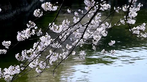 Cherry Blossoms over River background spring season landscape beautiful Jap.. Stock Footage 272452564