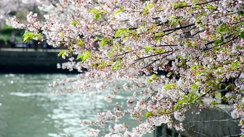 Cherry Blossoms over River background spring season landscape beautiful Jap.. Stock Footage 272453300