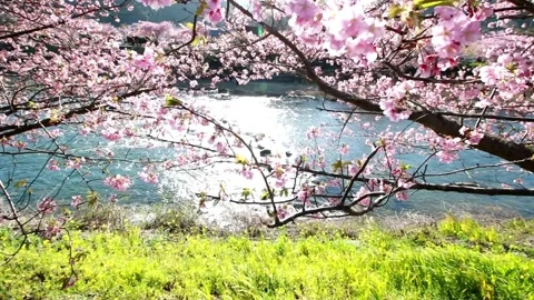 Cherry Blossoms over River background spring season landscape beautiful Jap.. Stock Footage 272453414