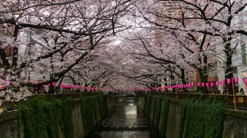 Cherry Blossoms over tiny bridge River background spring season festival la.. Stock Footage 272452898