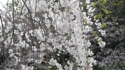 Cherry blossoms pan 3 Video stock 110042482