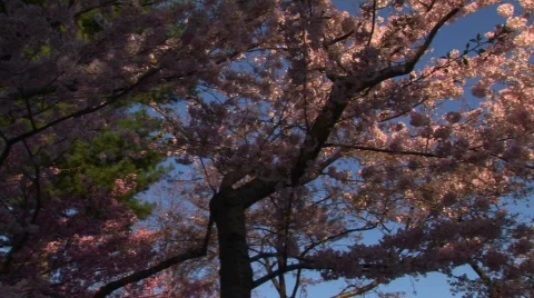 Cherry Blossoms - Pan &amp; Zoom Stockbeeldmateriaal 365932
