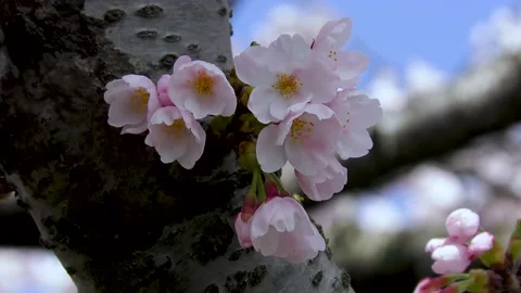 Up of cherry blossoms in the park Video stock 145384731