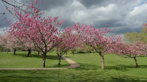 Cherry blossoms in the park Stock Footage 150157720