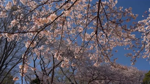 Cherry blossoms in the park Stock Footage 165983613