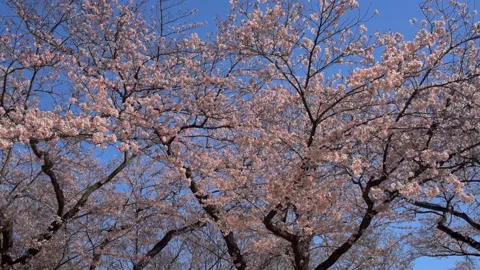 Cherry blossoms in the park Stock Footage 165986199