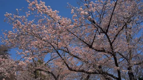 Cherry blossoms in the park Stock Footage 166039211