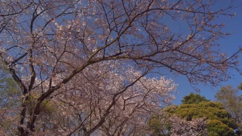 Cherry blossoms in the park Stock Footage 166041254