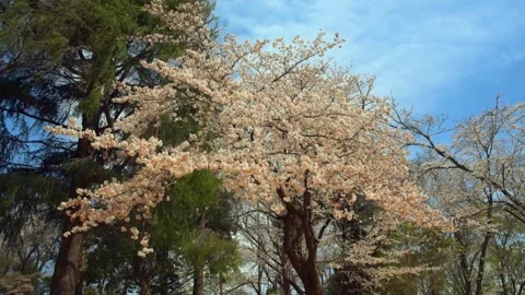 Cherry blossoms in the park Stock Footage 166085910