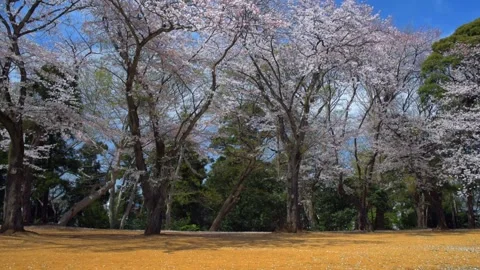Cherry blossoms in the park Stock Footage 166097082