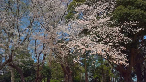 Cherry blossoms in the park Stock Footage 166097926