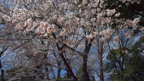 Cherry blossoms in the park Stock Footage 166139991
