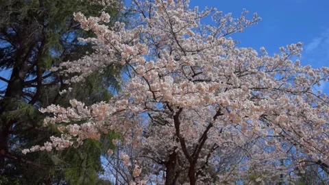 Cherry blossoms in the park Stock Footage 166141470