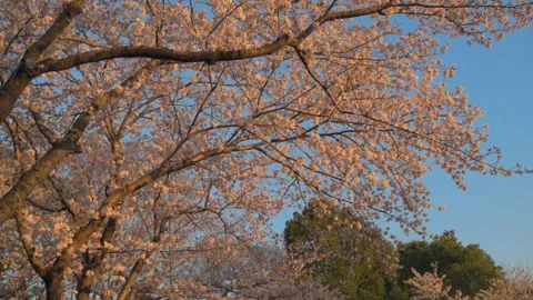 Cherry blossoms in the park Stock Footage 166143063