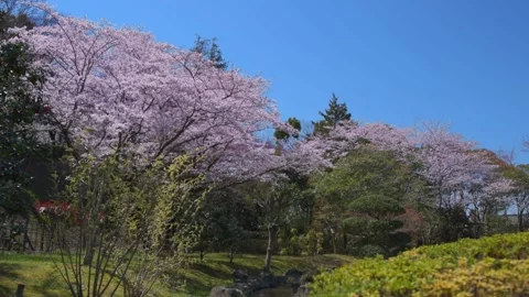 Cherry blossoms in the park Stock Footage 166201662