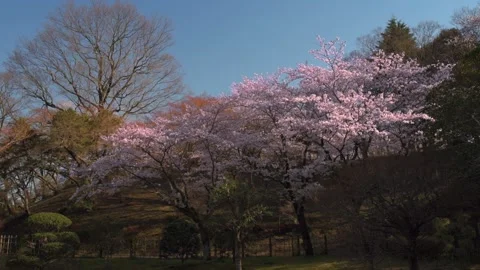 Cherry blossoms in the park Stock Footage 166203621