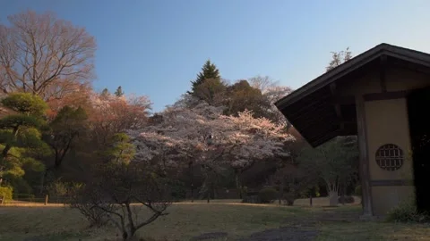 Cherry blossoms in the park Stock Footage 166216304