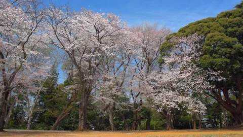 Cherry blossoms in the park Stock Footage 166217293