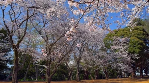 Cherry blossoms in the park Stock Footage 166219034