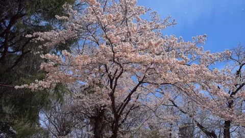 Cherry blossoms in the park Stock Footage 166220770