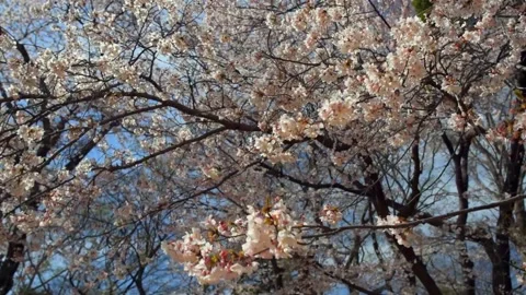Cherry blossoms in the park Stock Footage 166222549