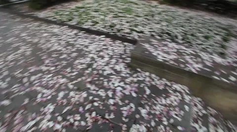 CHERRY-BLOSSOMS-PARK-LOOK-DOWN-QUICK-PAN Stock Footage 947189