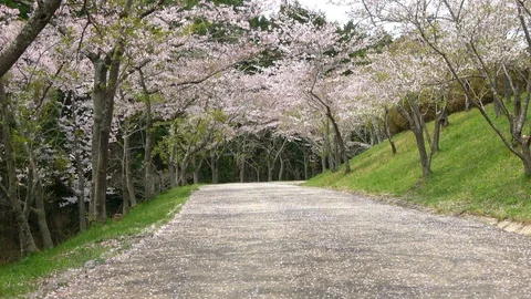 Cherry blossoms path covered with petals. Sakura, Yoshino cherry, 4K Stock Footage 115063209