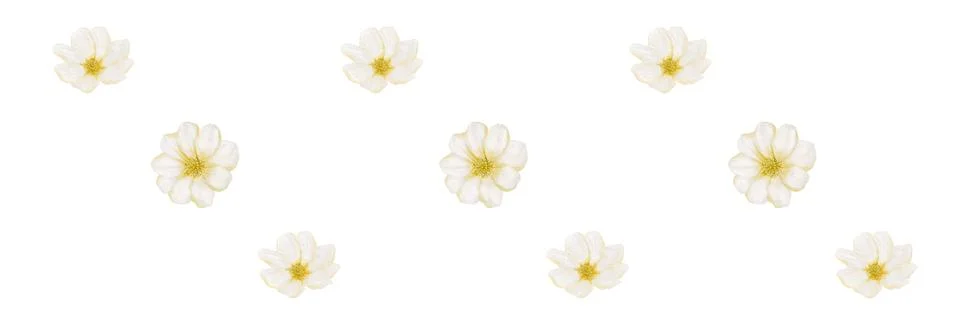 Cherry blossoms pattern for textile and wrapping design showcasing seamless.. 스톡 일러스트