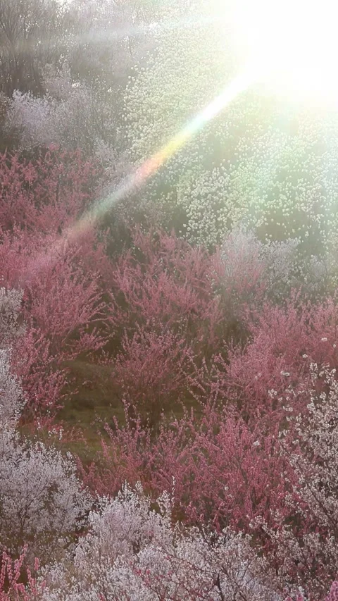 Cherry Blossoms, Peaches, and the Dappled Light of Flowering Trees 스톡 동영상 330165343