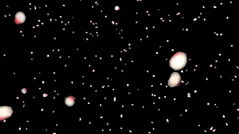 Cherry blossoms petals falling, with alpha Stock Footage 80110073