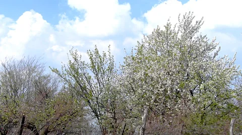 Cherry Blossoms Petals Falling. Stock Footage 36479419