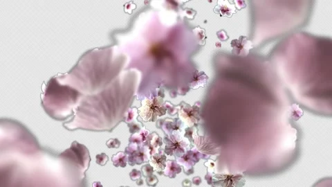 Cherry Blossoms Petals &amp; Flowers Falling Stockbeeldmateriaal 333302242