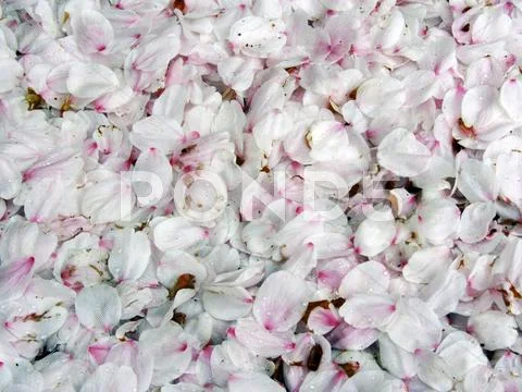 Cherry blossoms petals Stock Photos