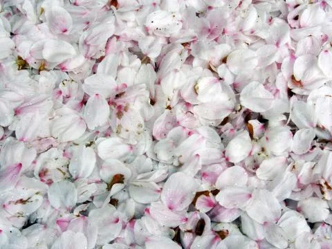 Cherry blossoms petals Stock Photos