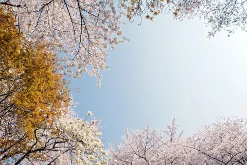 Cherry blossoms Stock Photos