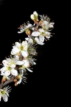 Cherry blossoms Foto stock