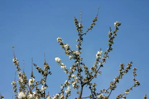 Cherry blossoms Stock Photos