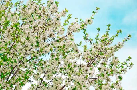 Cherry Blossoms Stock Photos