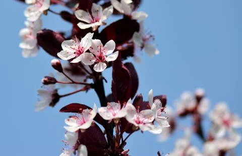 Cherry Blossoms Stock Photos