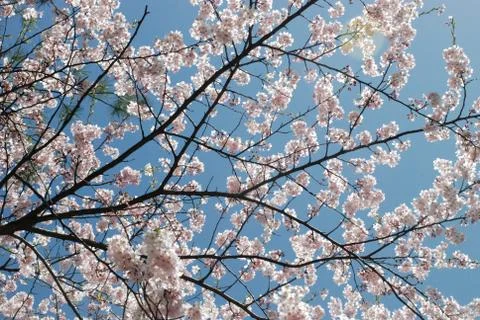 Cherry blossoms Stock Photos